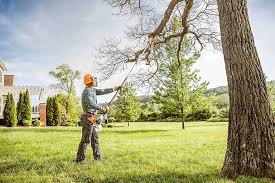 How Our Tree Care Process Works  in Rosedale, CA